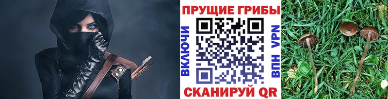 мега ссылка  Кольчугино  Галлюциногенные грибы Psilocybe 
