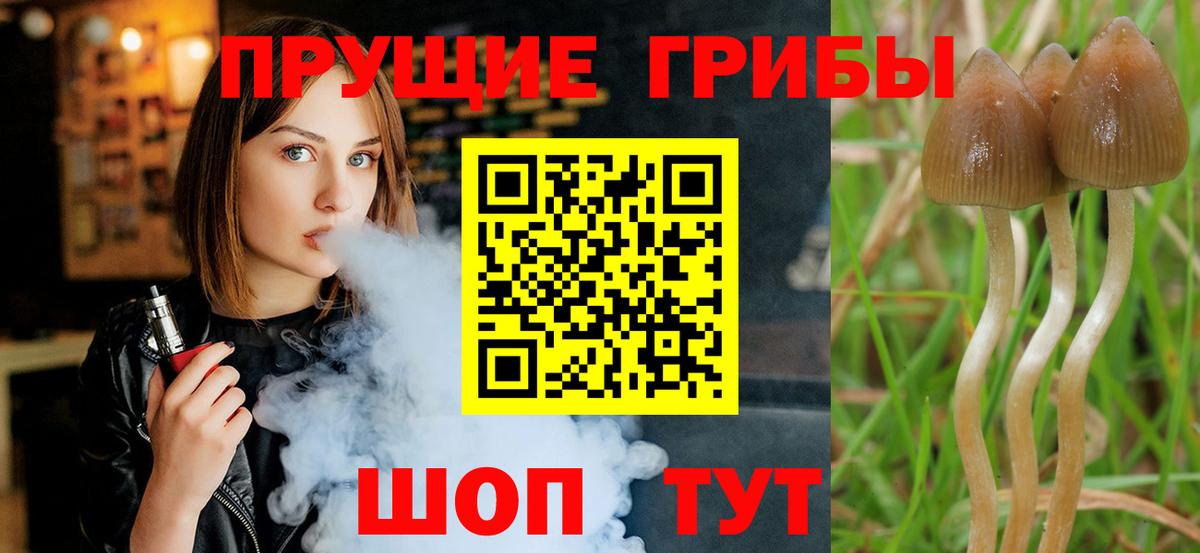 Псилоцибиновые грибы GOLDEN TEACHER  Вход с VPN  Кольчугино 